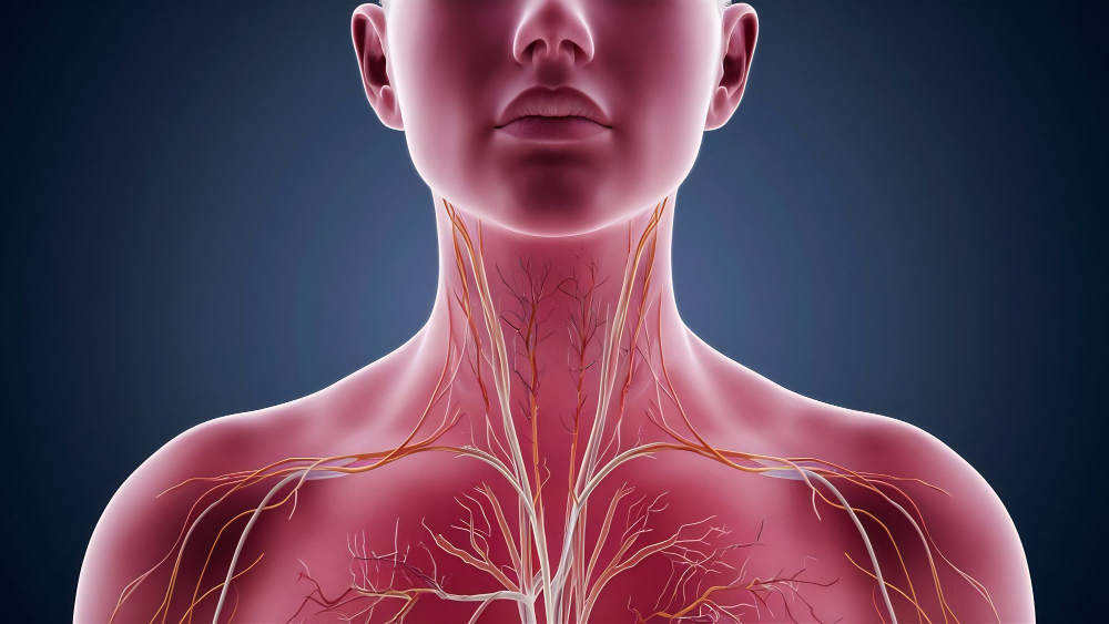 الغدد الليمفاوية: خط الدفاع الأول في الجسم